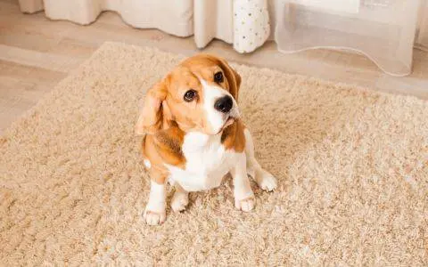 Como-eliminar-manchas-de-las-mascotas-en-la-alfombra
