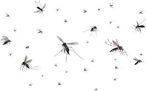 Como-evitar-las-picaduras-de-los-mosquitos